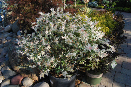 Willow, Dappled Japanese 'Hakuro Nishiki' (Salix)