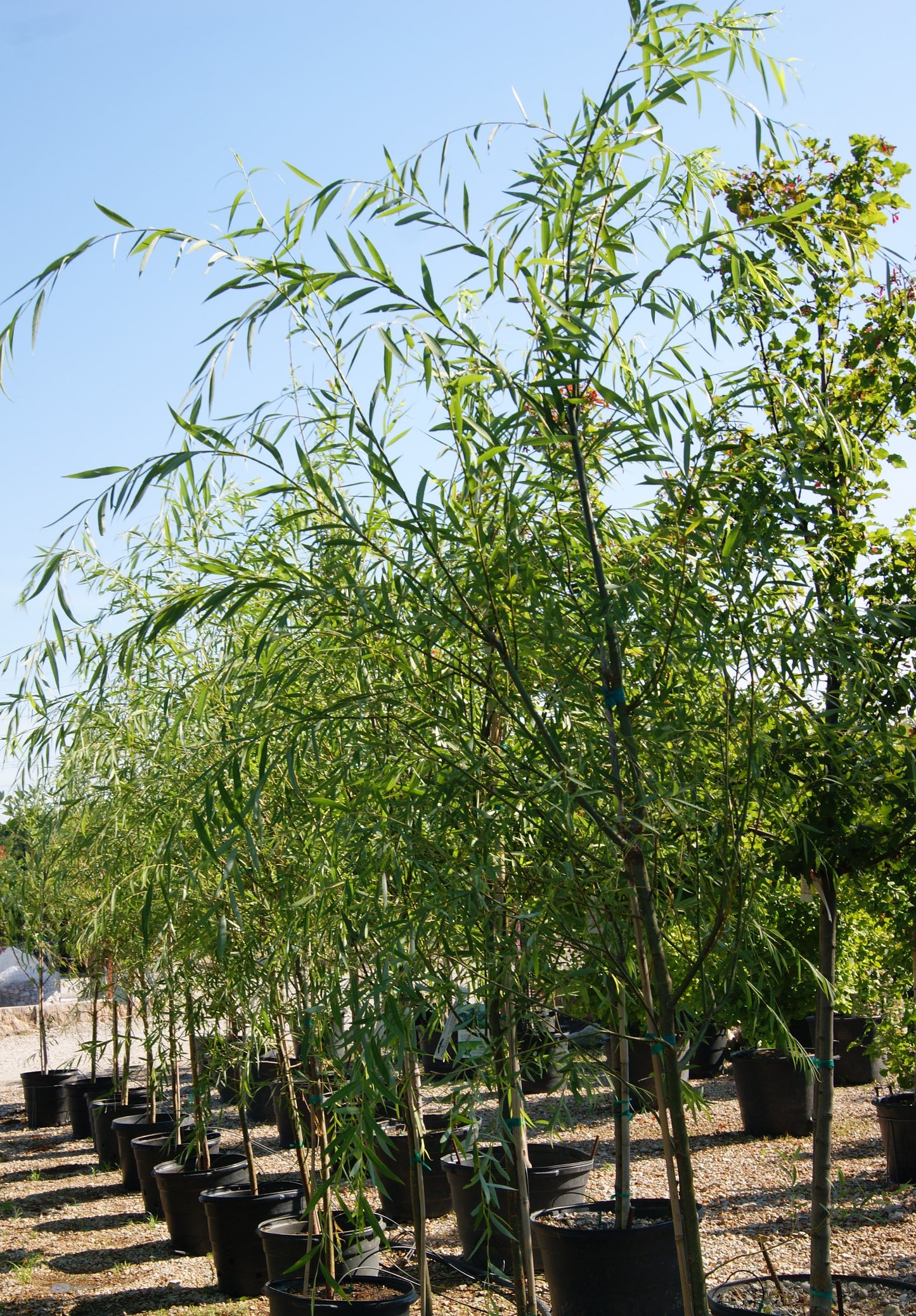 Salix babylonica