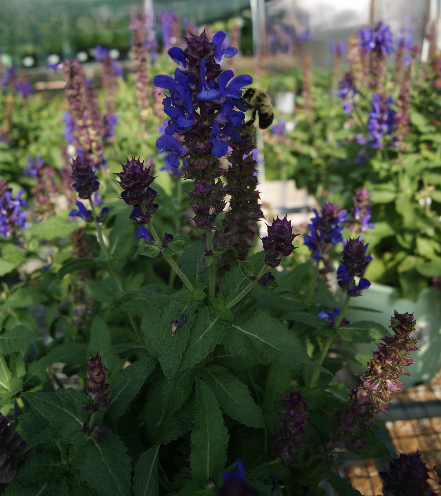 Salvia nemorosa 'Blue Marvel'