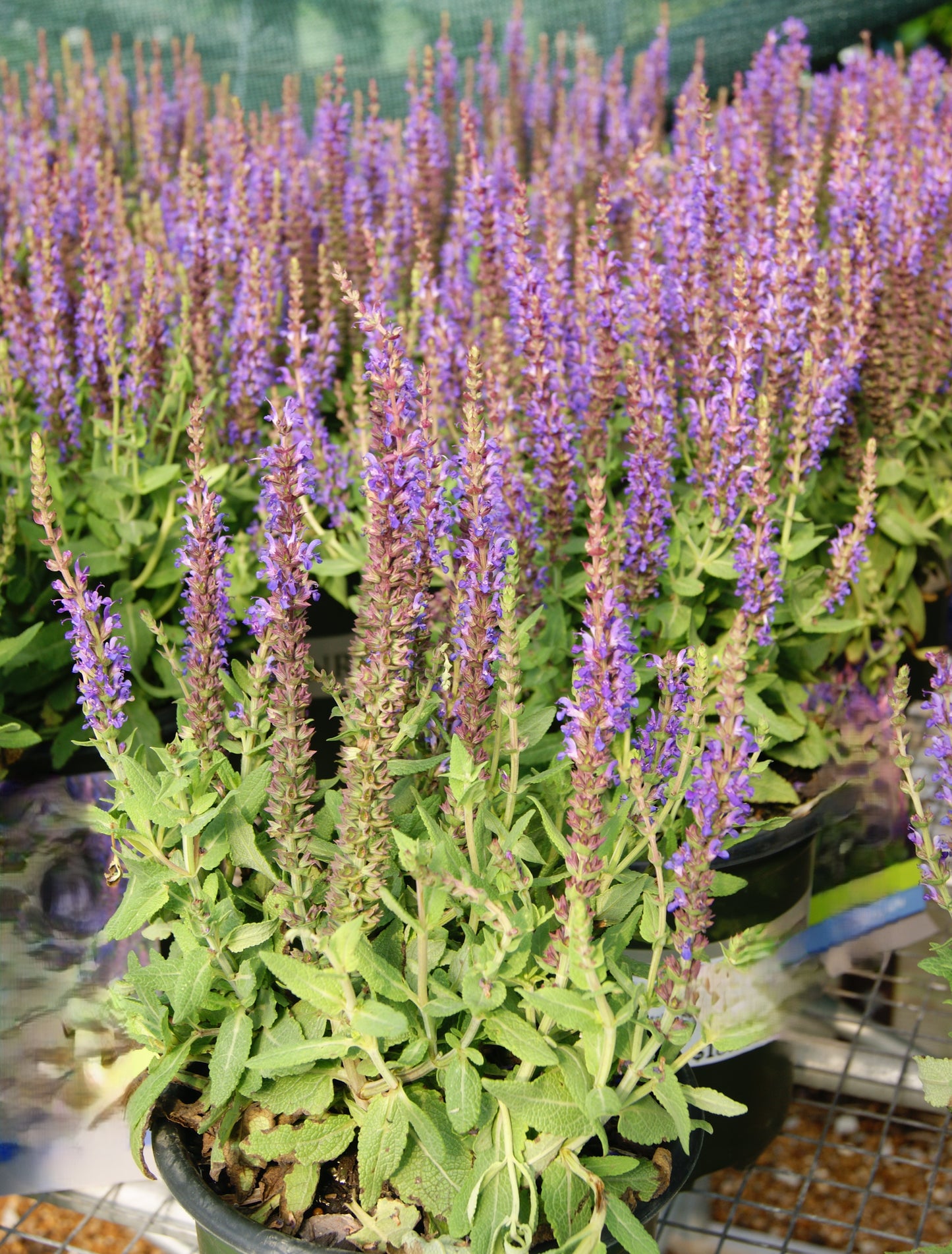 Sage, Woodland/ Meadow Dwarf 'Little Night' (Salvia)