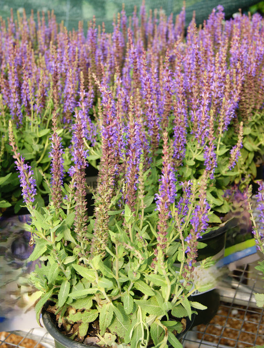 Sage, Woodland/ Meadow Dwarf 'Little Night' (Salvia)