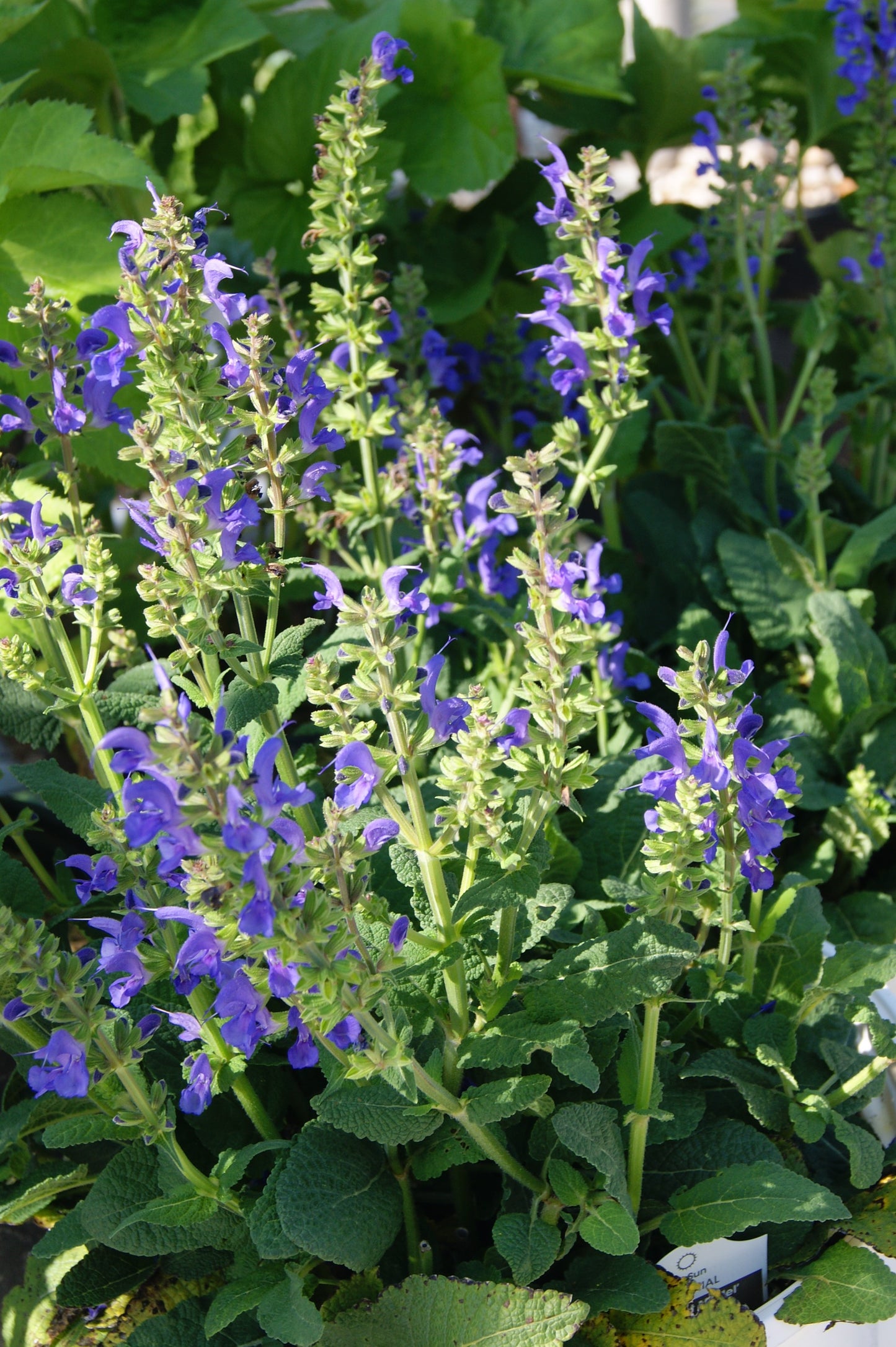 Salvia pratensis 'Fashionista Midnight Model'