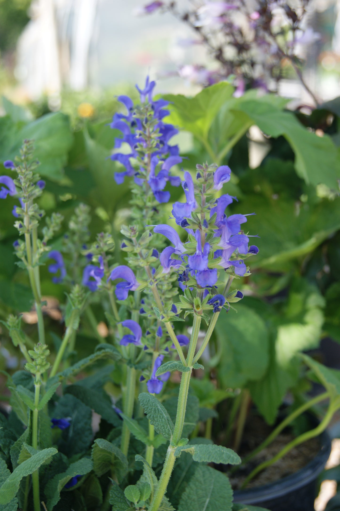 Salvia pratensis 'Fashionista Midnight Model'