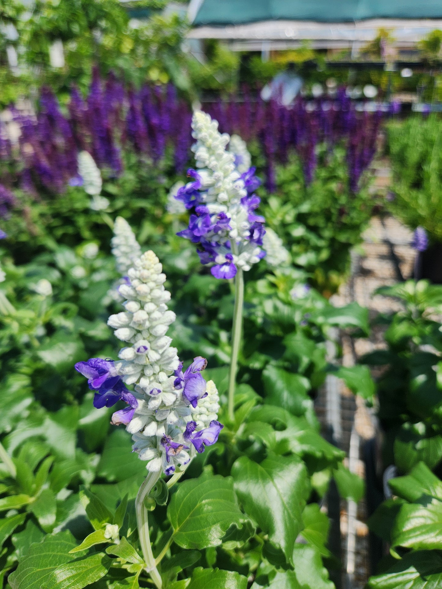 Sage, Mealy-Cup Sallyfun Series (Salvia)