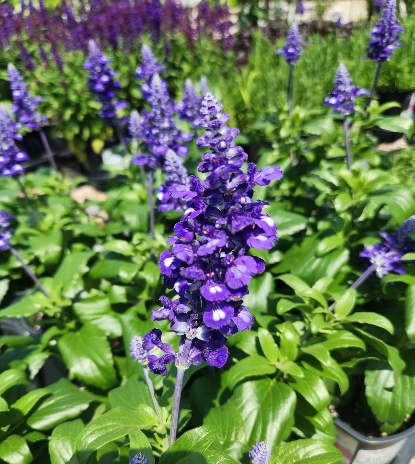 Sage, Mealy-Cup Sallyfun Series (Salvia)