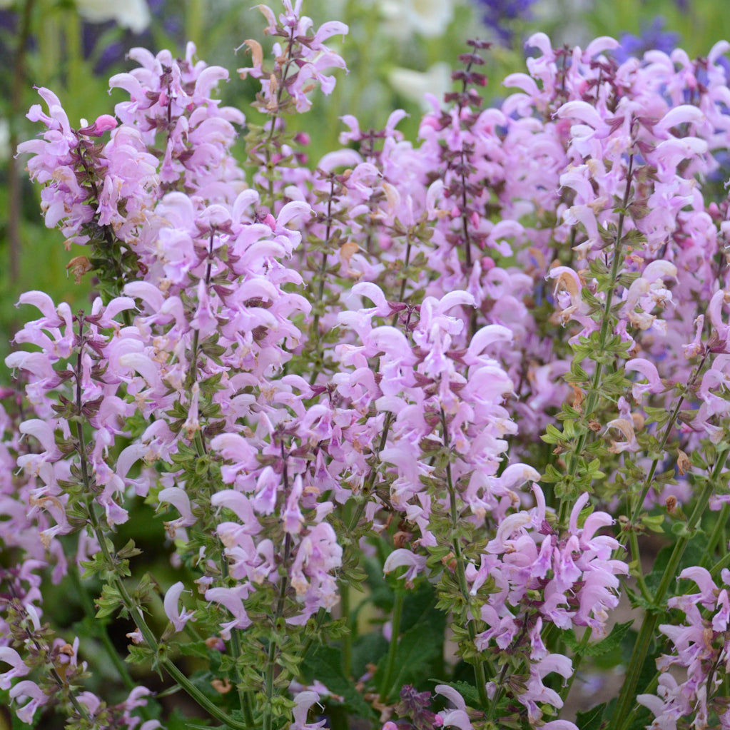 Sage, Clary Meadow 'Ballerina Pink' (Salvia)