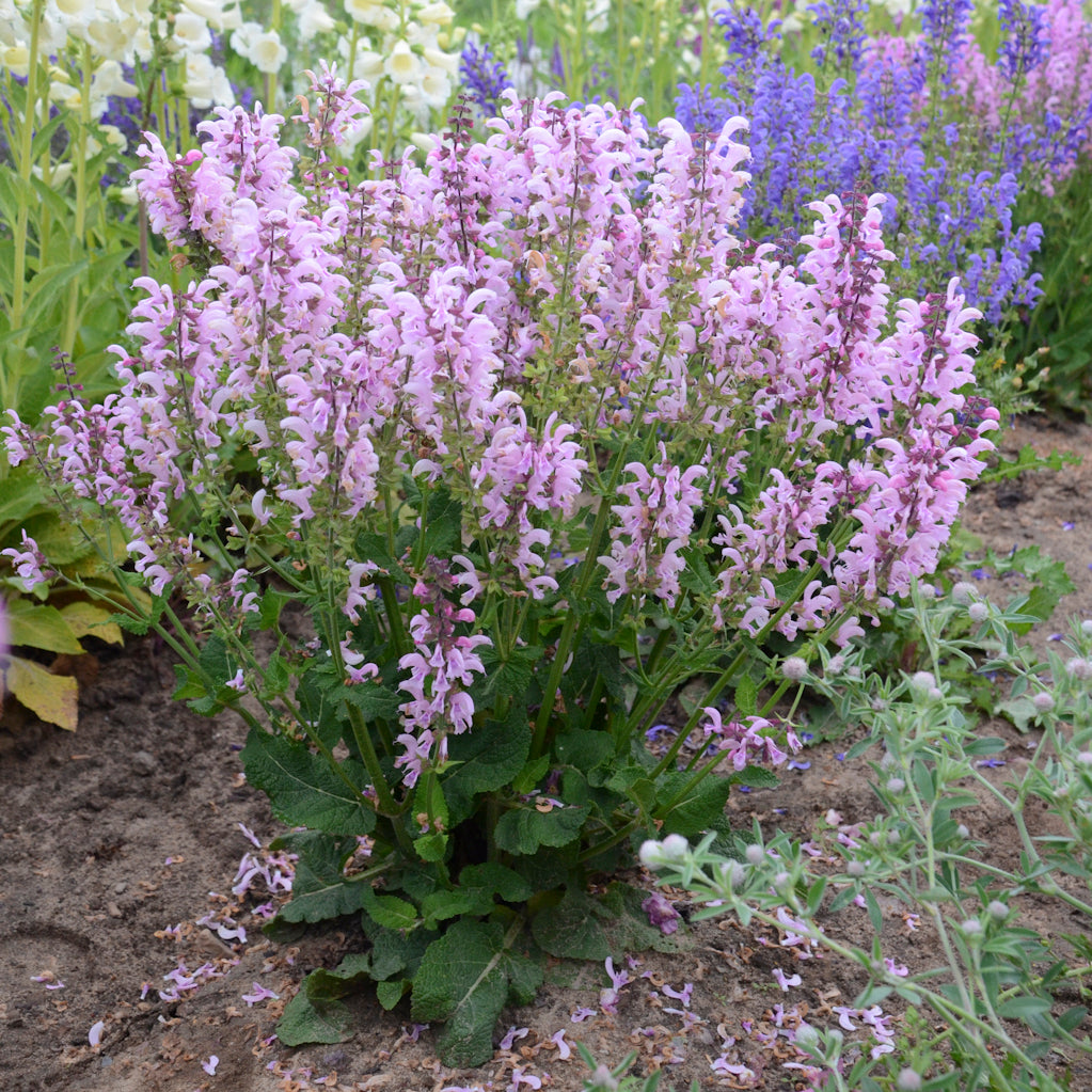 Sage, Clary Meadow 'Ballerina Pink' (Salvia)