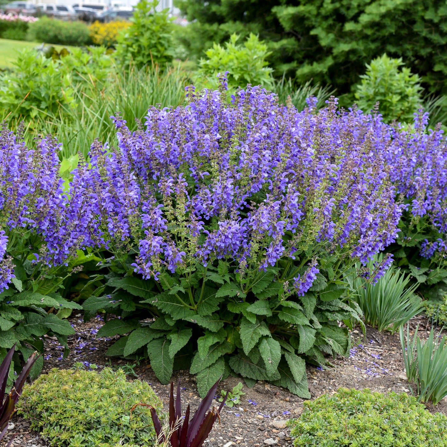 Sage, Meadow Hybrid 'Big Sky' Living Large Series (Salvia)