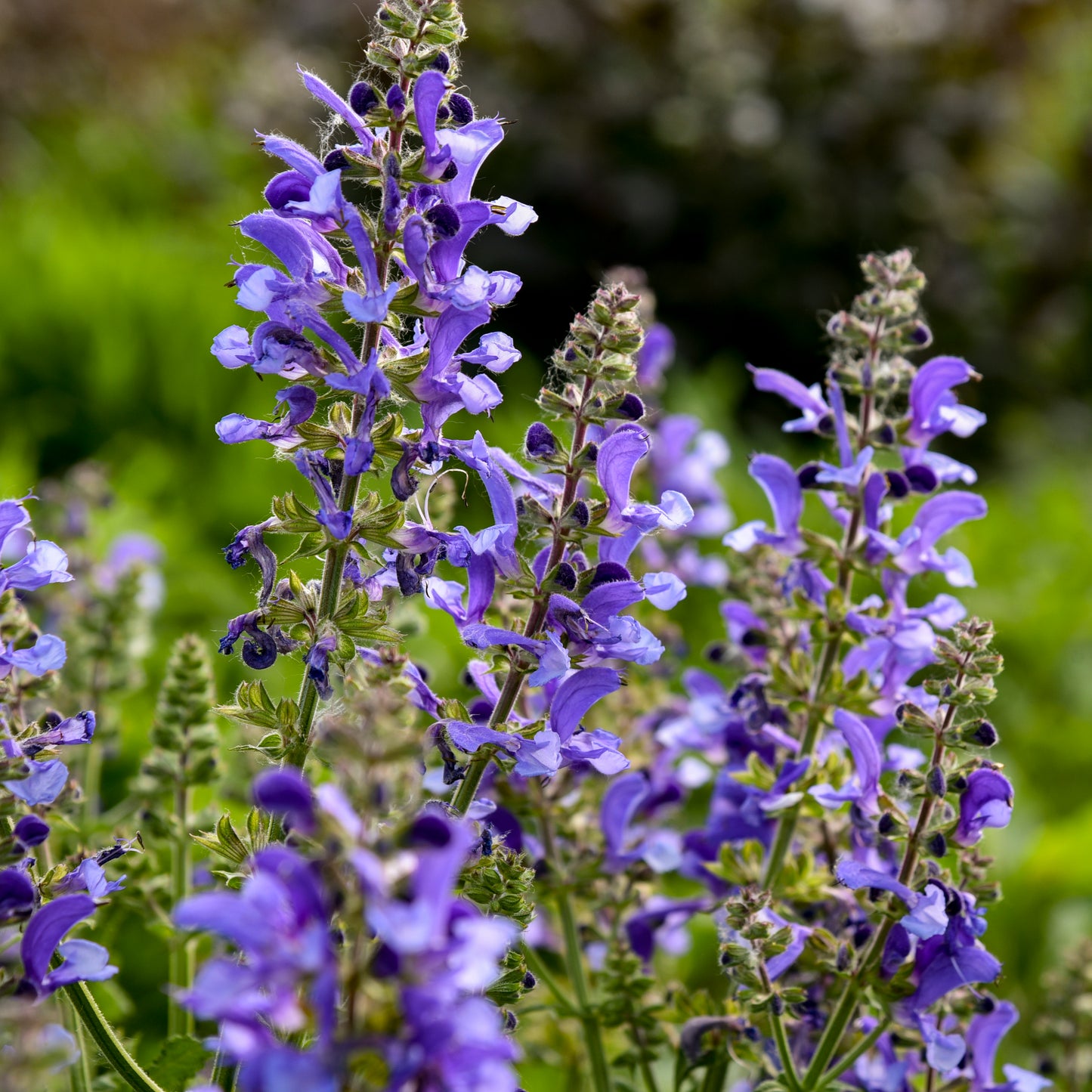 Sage, Meadow Hybrid 'Big Sky' Living Large Series (Salvia)