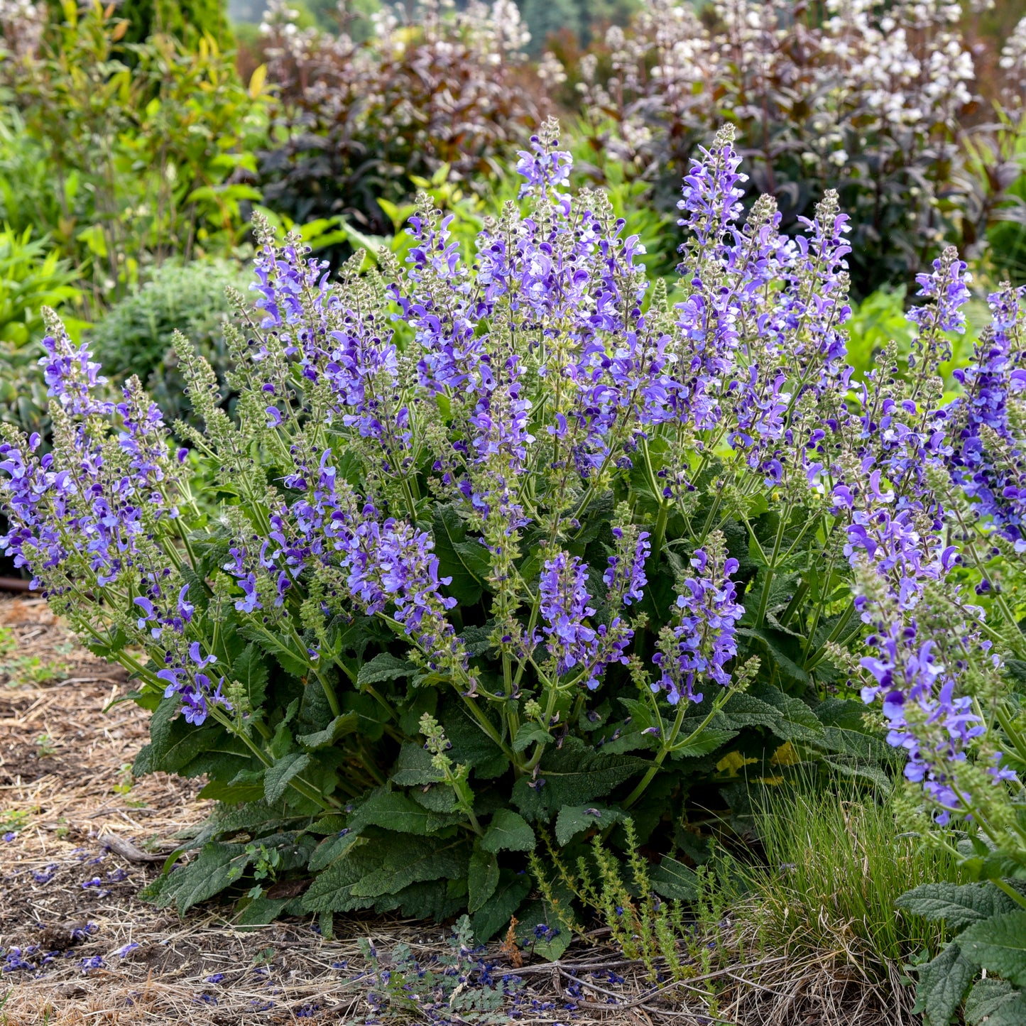 Sage, Meadow Hybrid 'Big Sky' Living Large Series (Salvia)