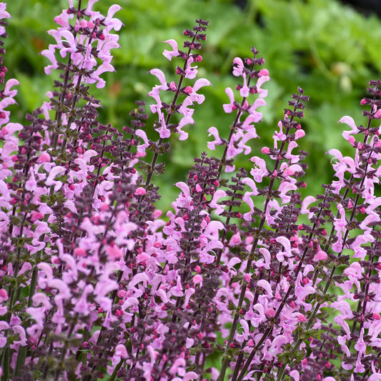 Sage, Woodland/ Meadow Dwarf 'Pink Dawn' (Salvia)