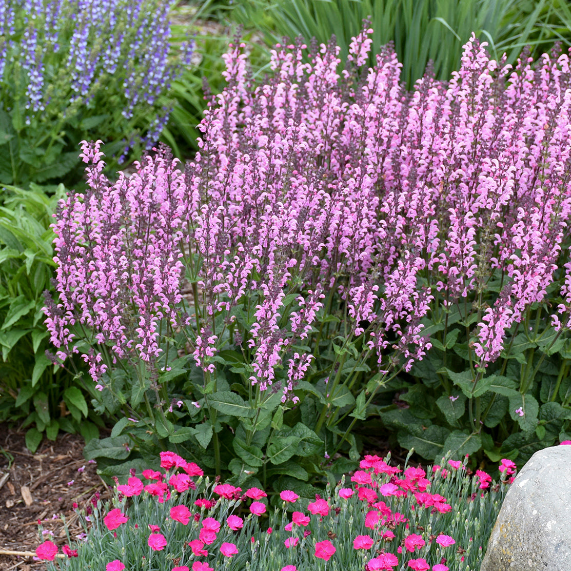 Sage, Woodland/ Meadow Dwarf 'Pink Dawn' (Salvia)