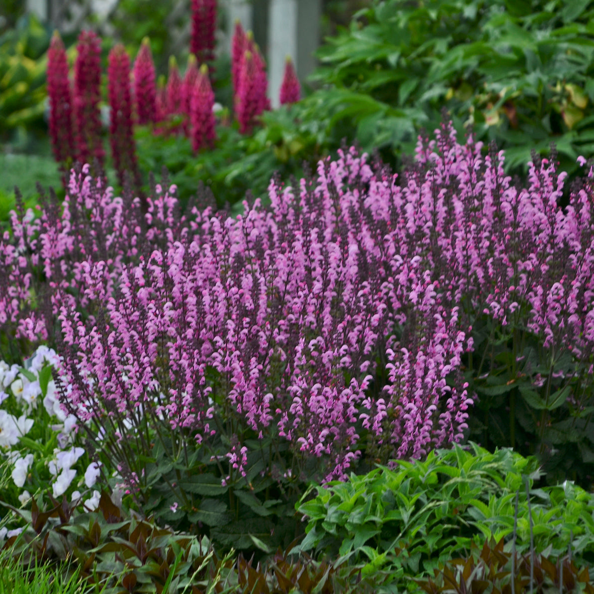 Sage, Woodland/ Meadow Dwarf 'Pink Dawn' (Salvia)