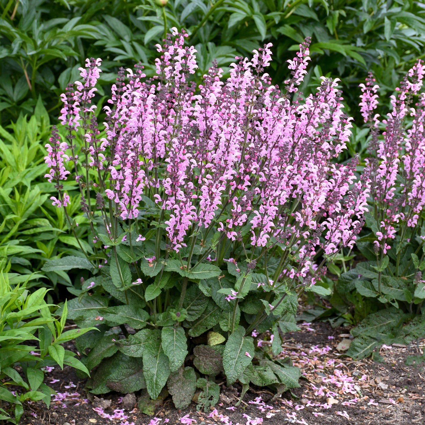 Sage, Woodland/ Meadow Dwarf 'Pink Dawn' (Salvia)
