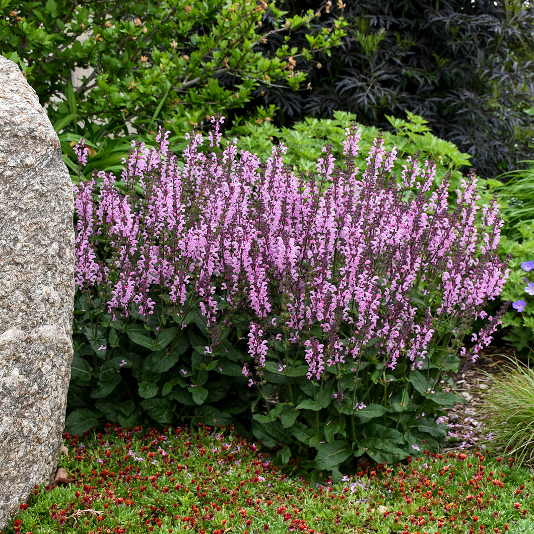 Sage, Woodland/ Meadow Dwarf 'Pink Dawn' (Salvia)