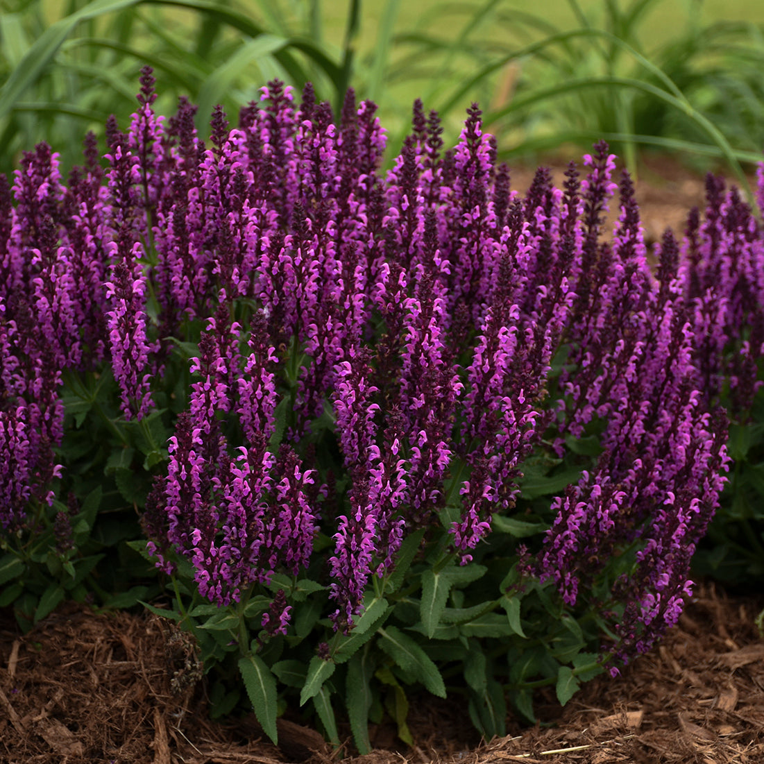 Sage, Woodland/ Meadow Dwarf 'Bumbleberry' (Salvia)