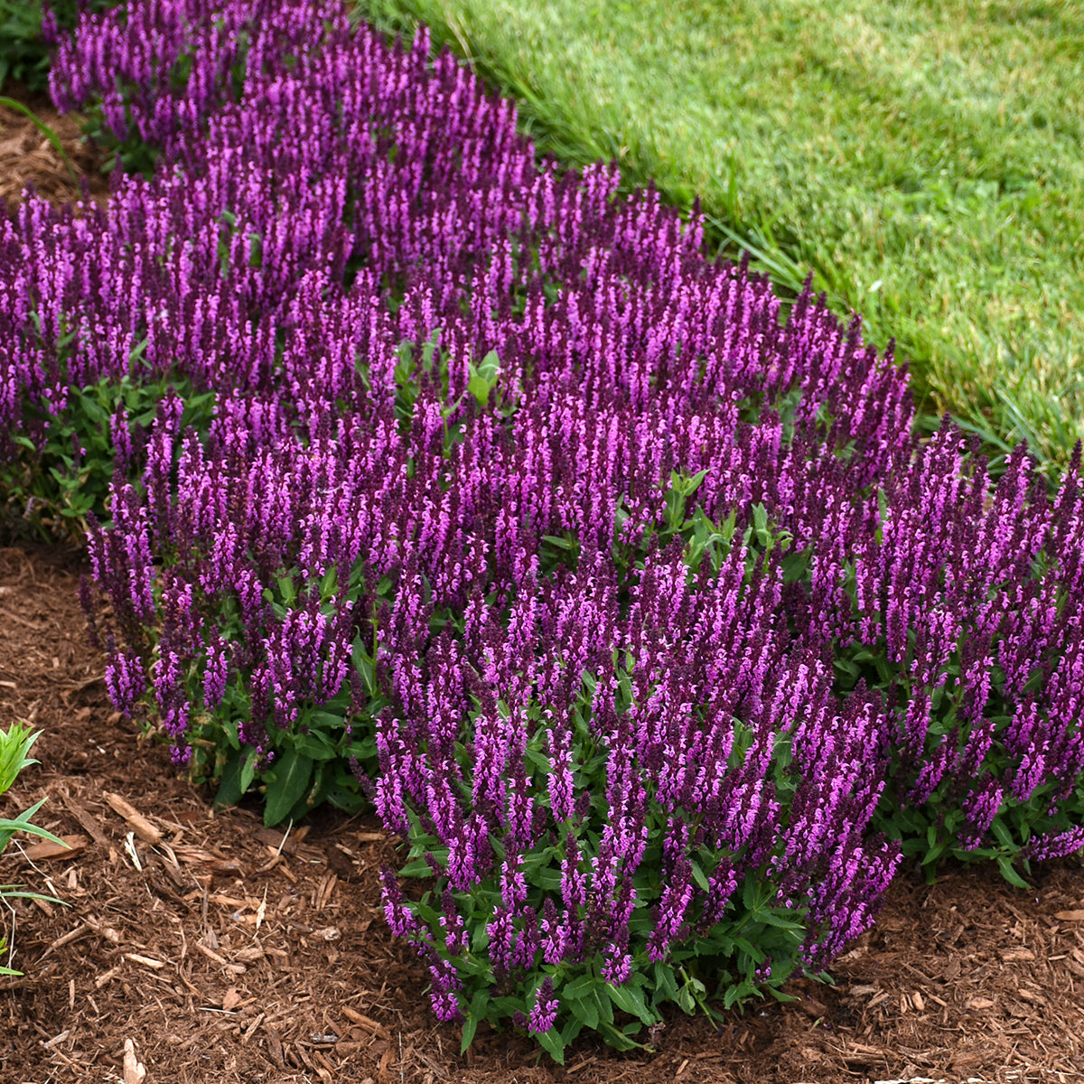 Sage, Woodland/ Meadow Dwarf 'Bumbleberry' (Salvia)