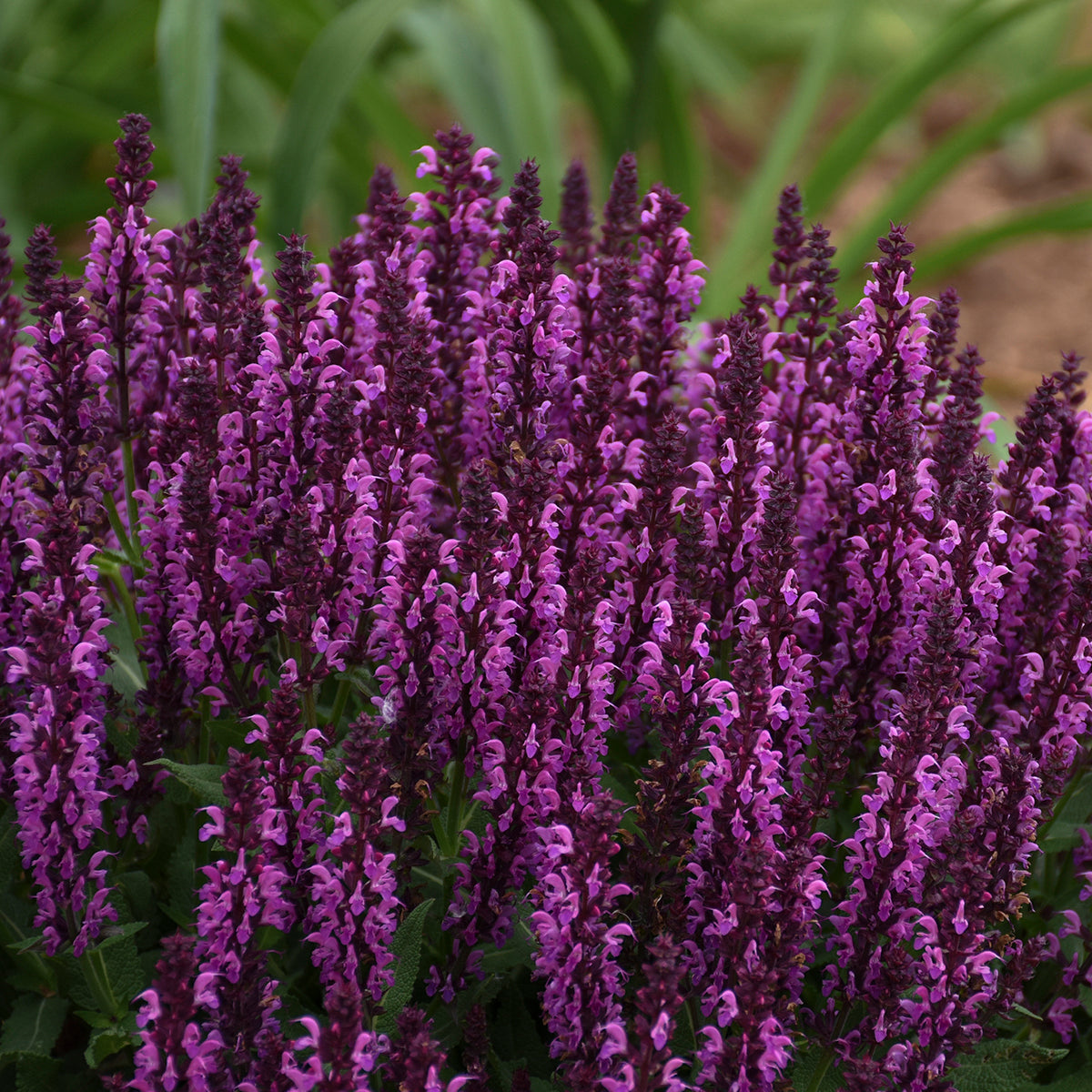 Sage, Woodland/ Meadow Dwarf 'Bumbleberry' (Salvia)