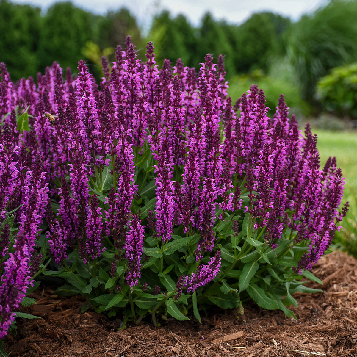 Sage, Woodland/ Meadow Dwarf 'Bumbleberry' (Salvia)