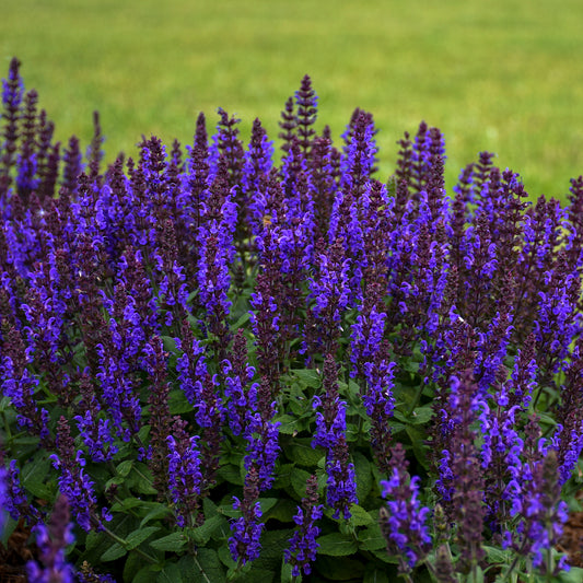 Sage, Woodland/ Meadow Dwarf 'Bumbleblue' (Salvia)