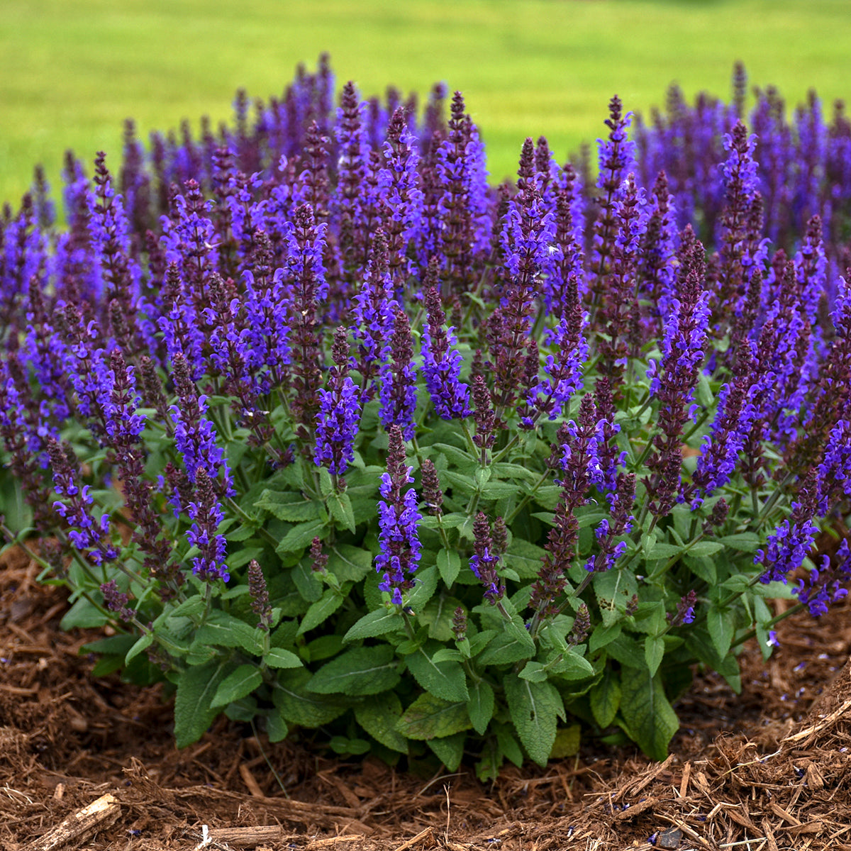 Sage, Woodland/ Meadow Dwarf 'Bumbleblue' (Salvia)
