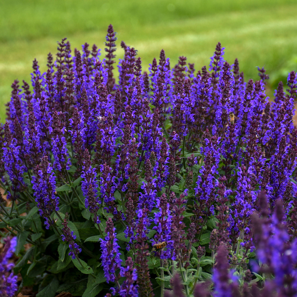 Sage, Woodland/ Meadow Dwarf 'Bumbleblue' (Salvia)