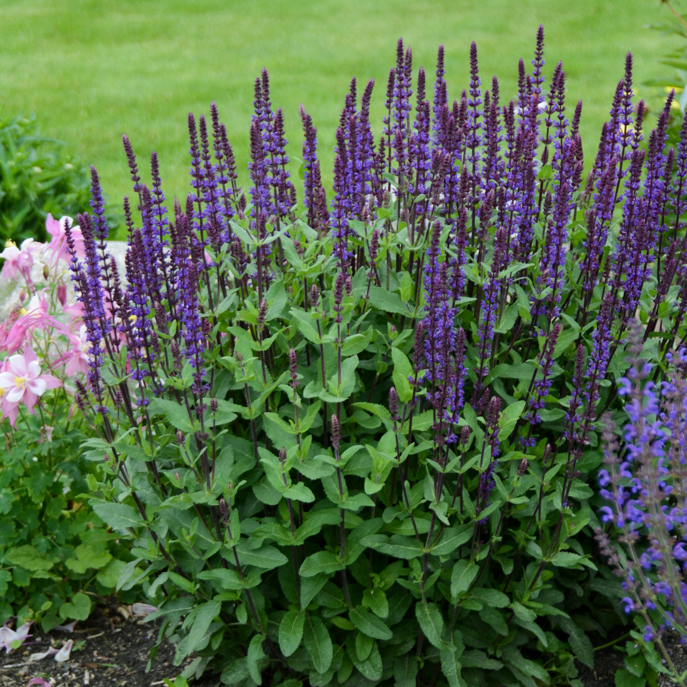 Sage, Woodland/ Meadow Dwarf 'Caradonna' (Salvia)