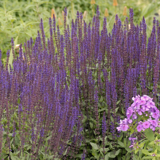 Sage, Woodland/ Meadow Dwarf 'Caradonna' (Salvia)