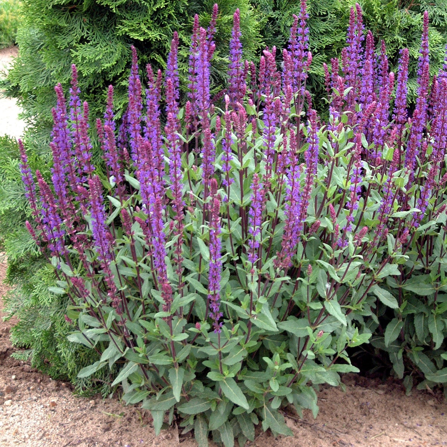 Sage, Woodland/ Meadow Dwarf 'Caradonna' (Salvia)