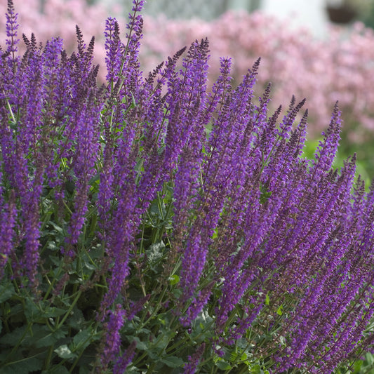 Sage, Woodland/ Meadow Dwarf 'May Night' (Salvia)