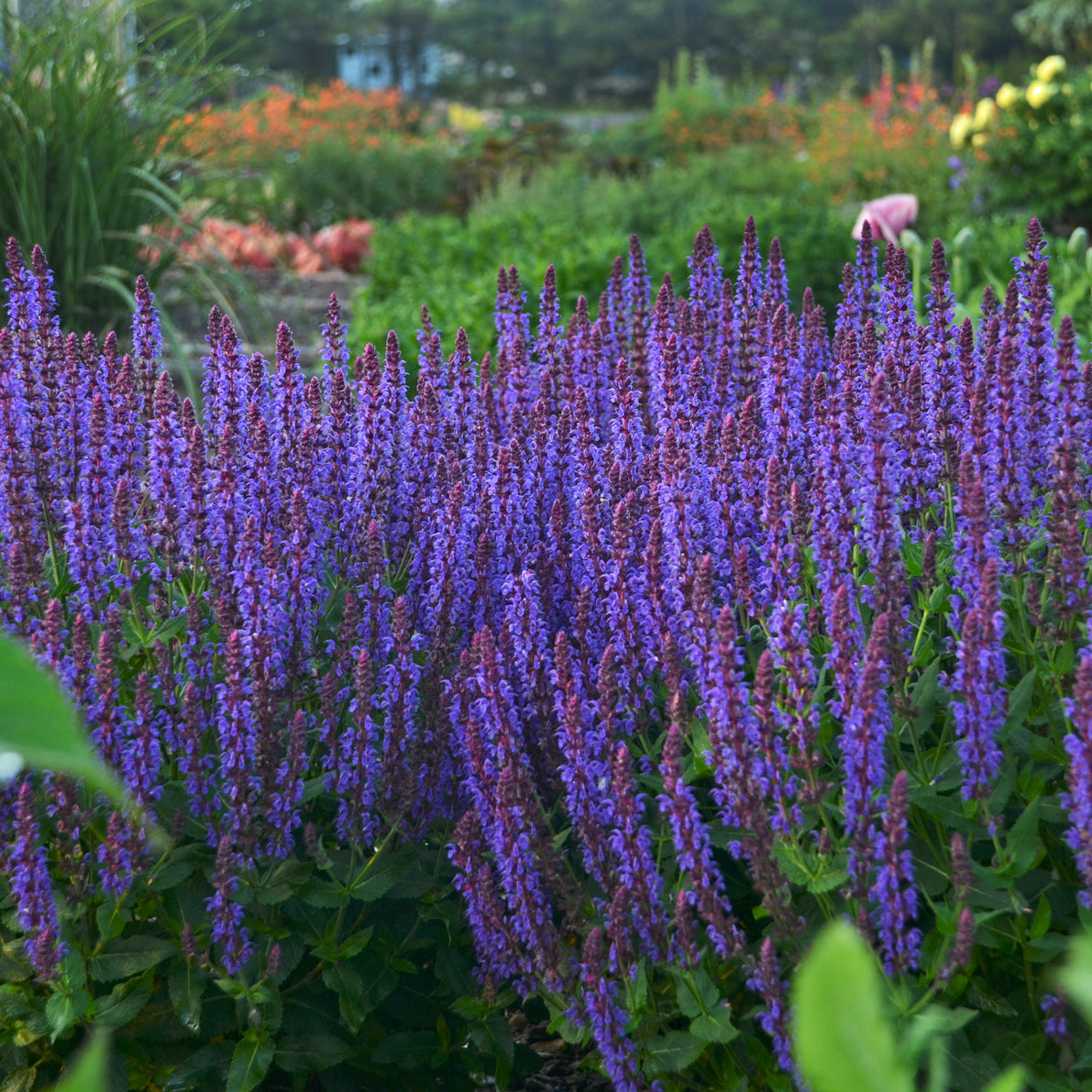 Sage, Woodland/ Meadow Dwarf 'Violet Riot' (Salvia)