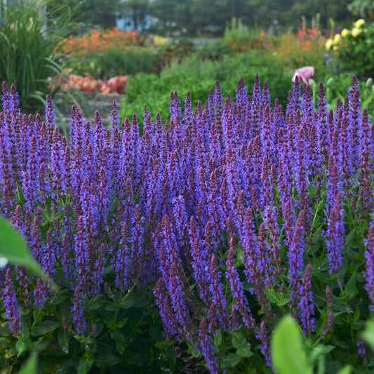 Sage, Woodland/ Meadow Dwarf 'Violet Riot' (Salvia)
