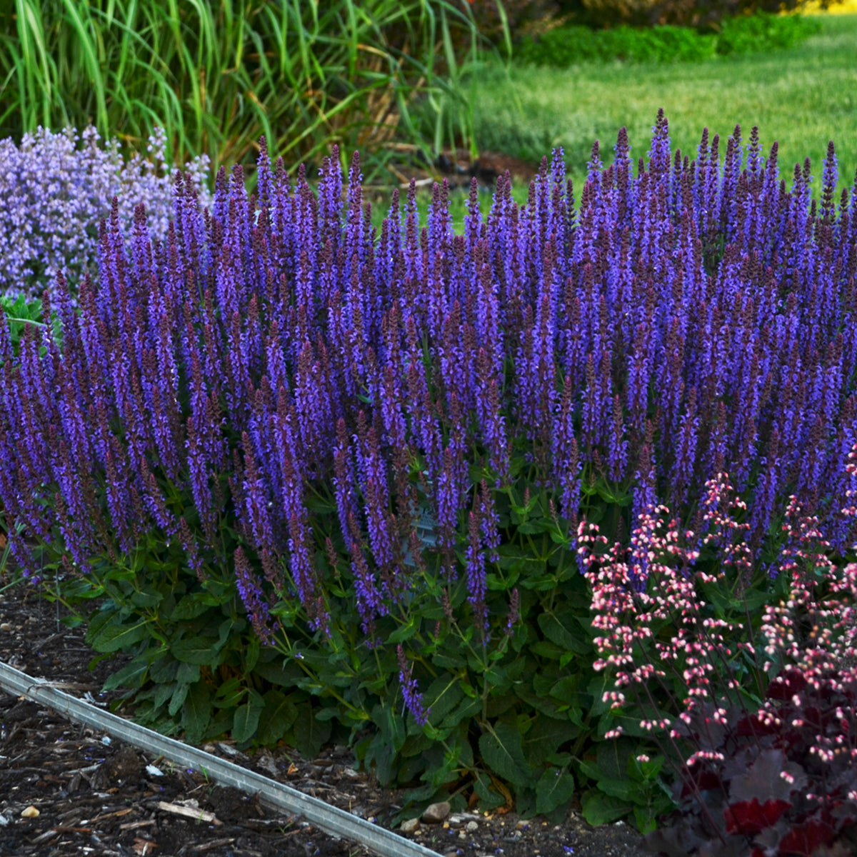 Sage, Woodland/ Meadow Dwarf 'Violet Riot' (Salvia)