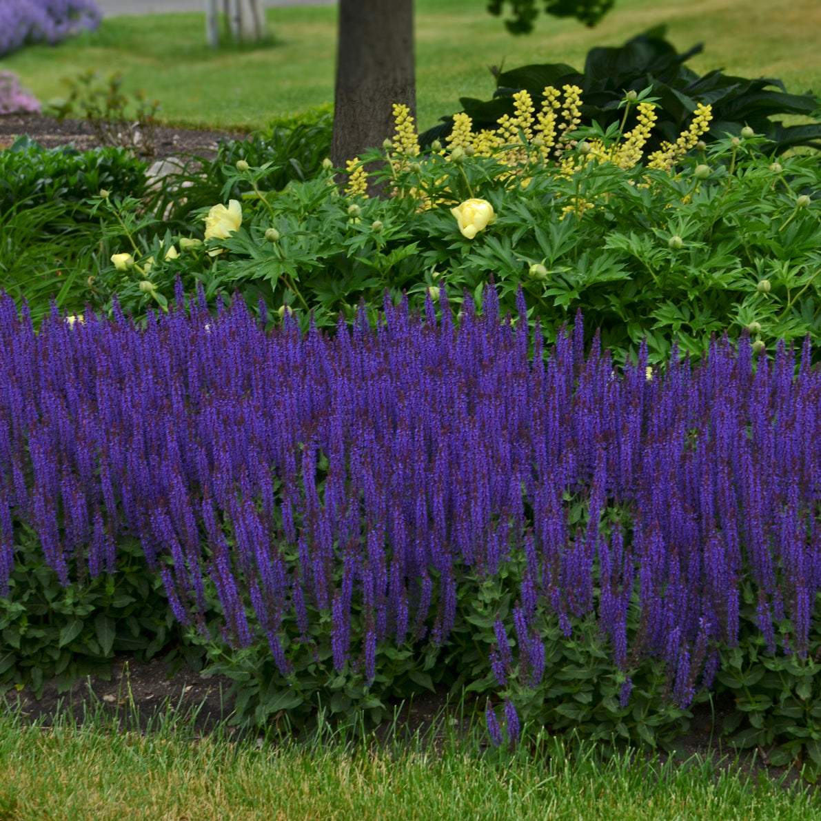 Sage, Woodland/ Meadow Dwarf 'Violet Riot' (Salvia)
