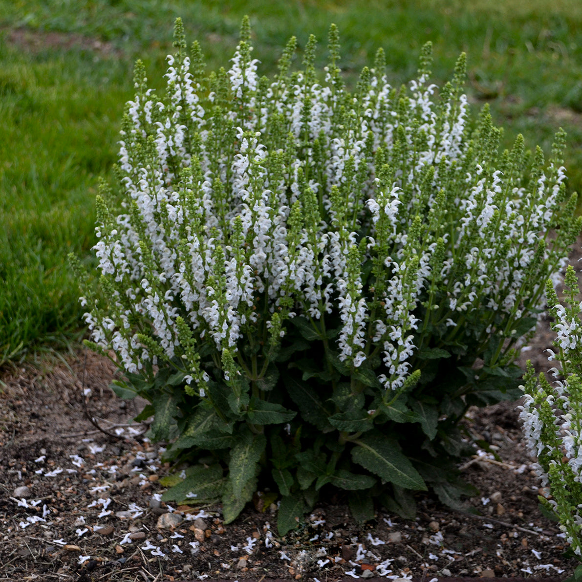 Sage, Woodland/ Meadow Dwarf 'White Profusion' (Salvia)