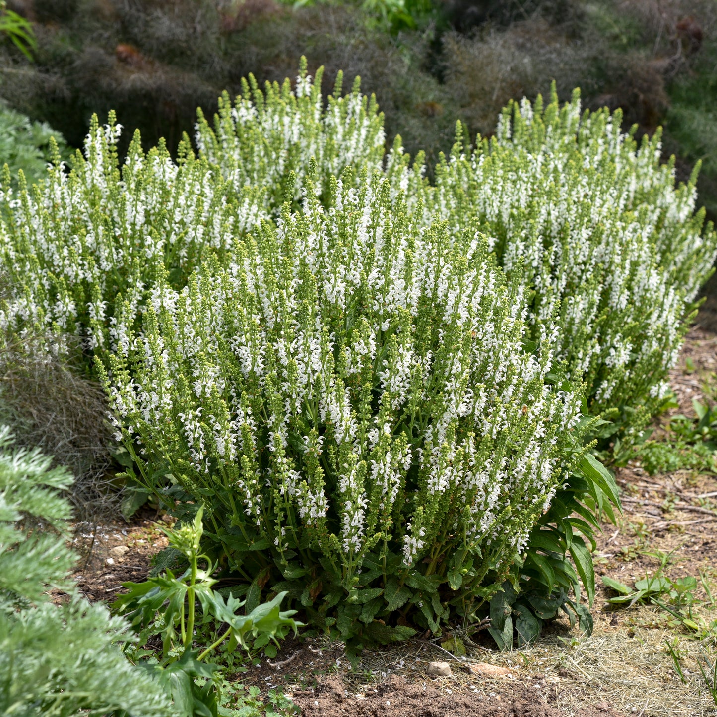 Sage, Woodland/ Meadow Dwarf 'White Profusion' (Salvia)