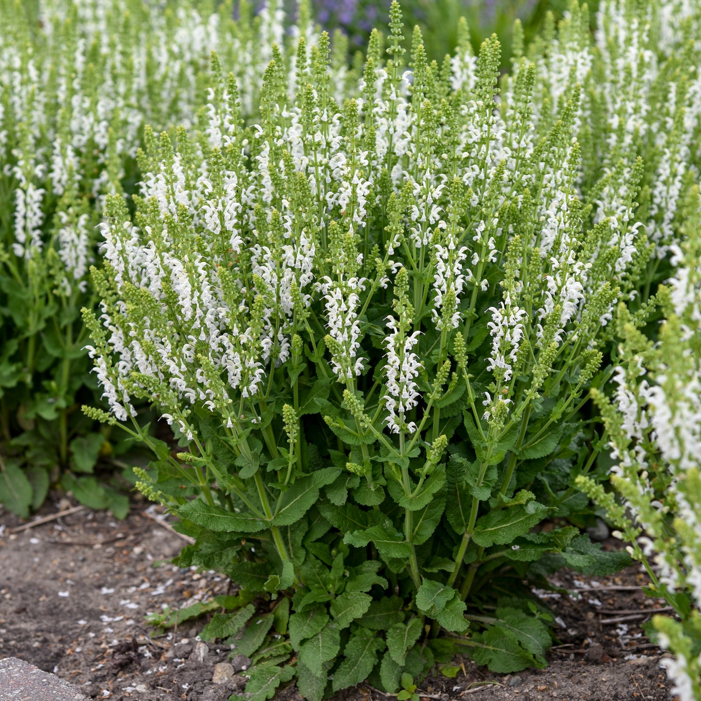 Sage, Woodland/ Meadow Dwarf 'White Profusion' (Salvia)