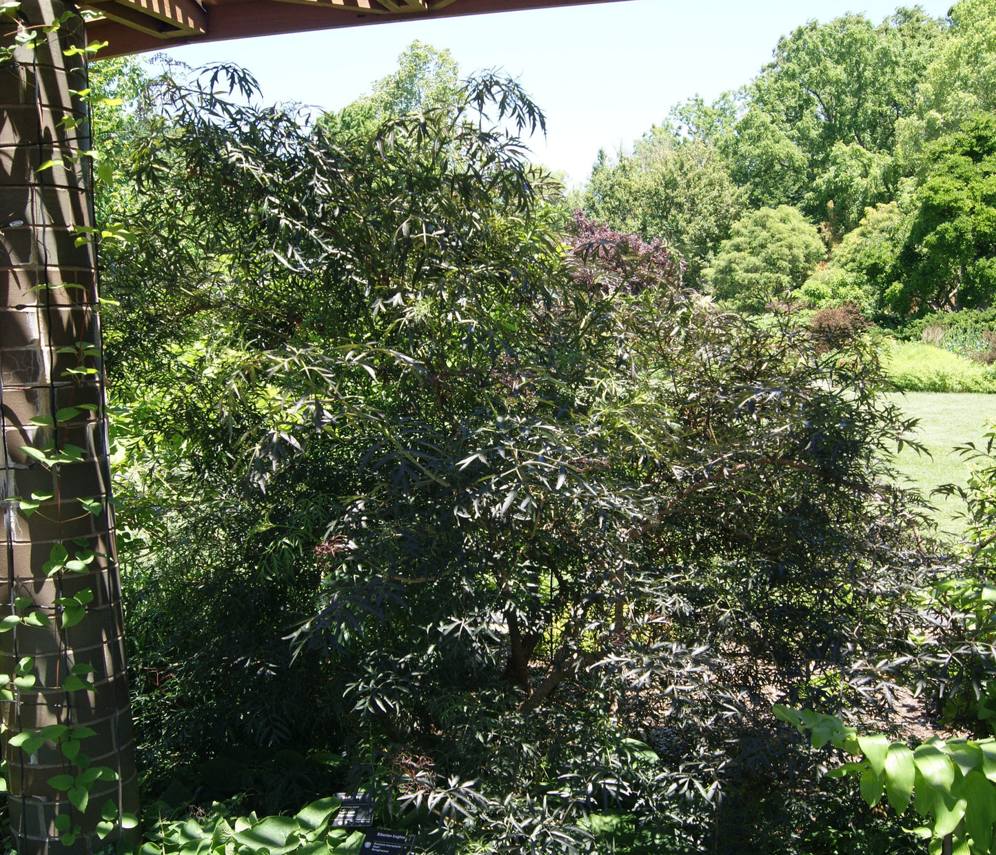 Sambucus 'Black Lace'