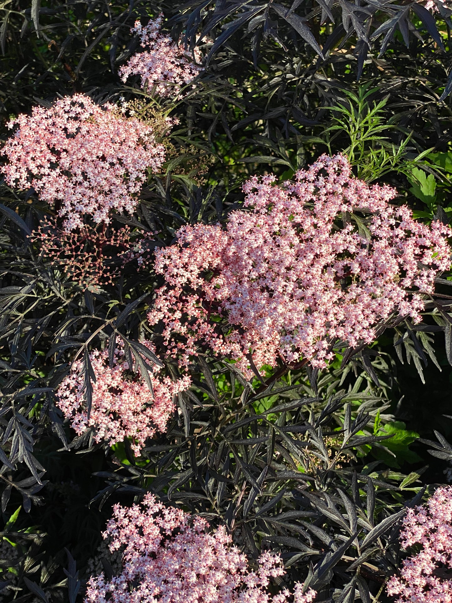 Sambucus 'Black Lace'