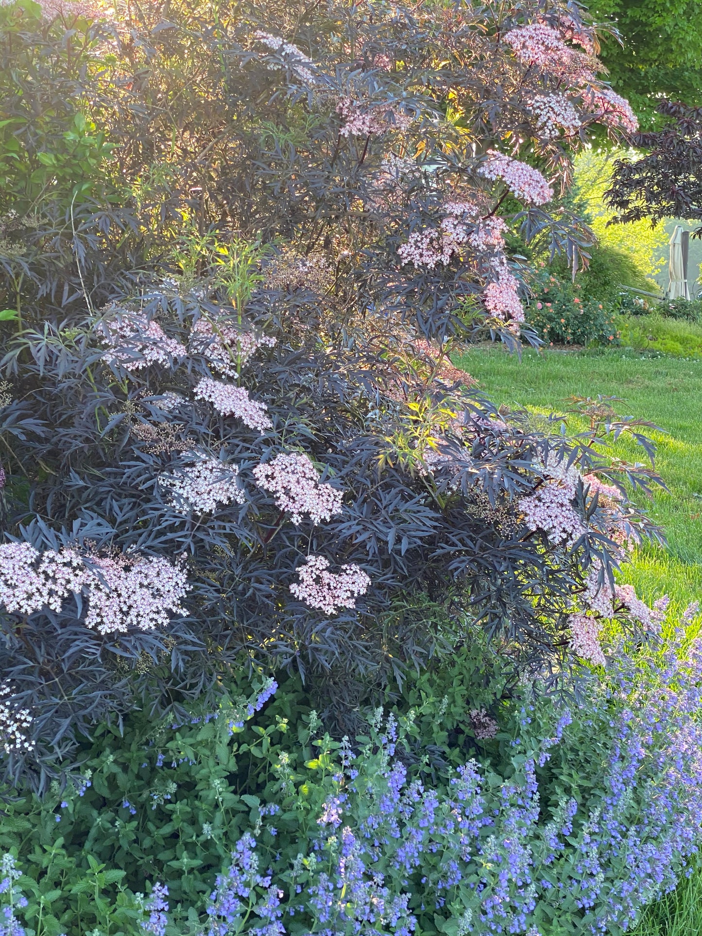 Sambucus 'Black Lace'