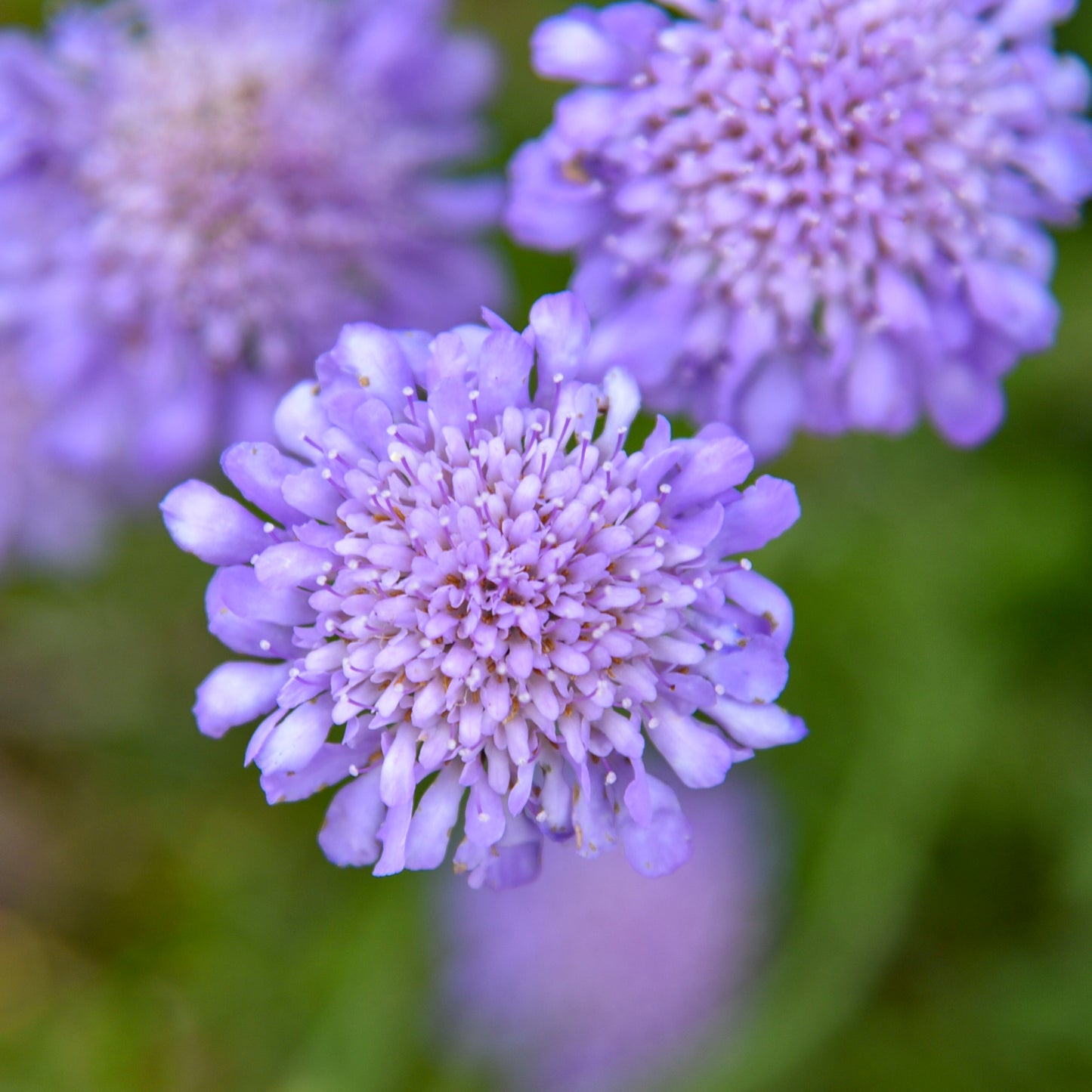 Pinchusion Flower 'Butterfly Blue' (Scabiosa)