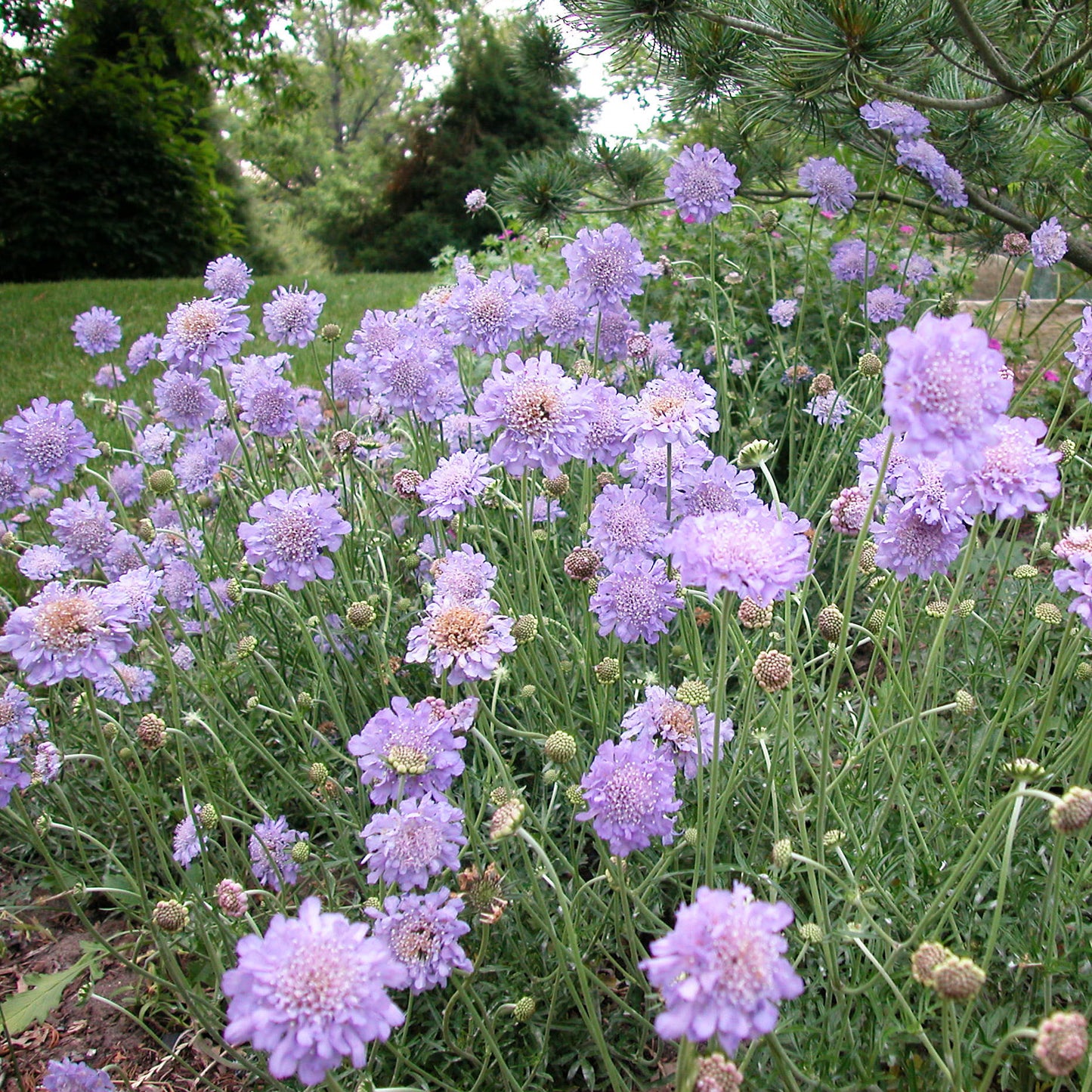Pinchusion Flower 'Butterfly Blue' (Scabiosa)