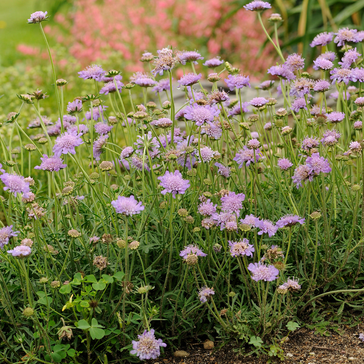 Pinchusion Flower 'Butterfly Blue' (Scabiosa)