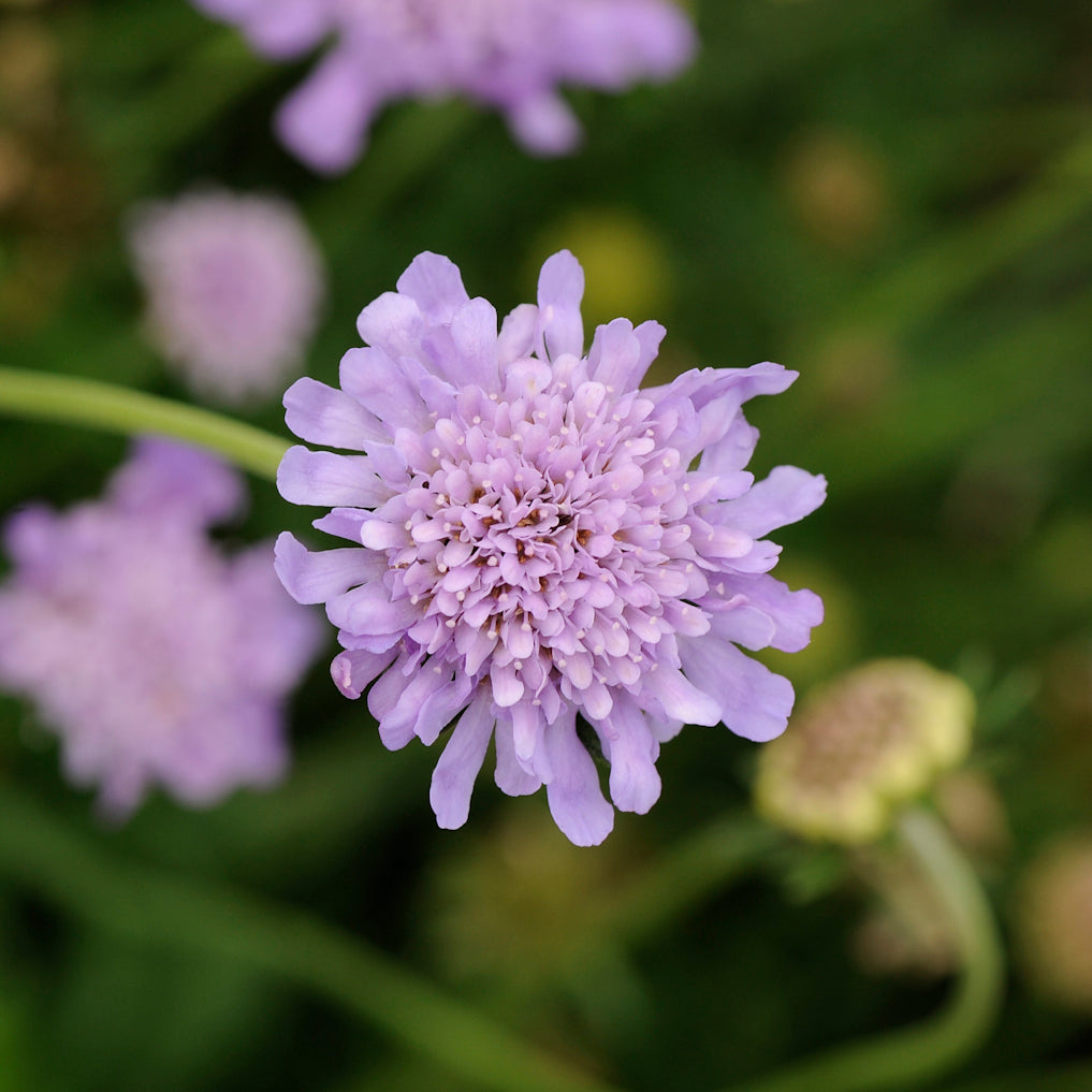 Pinchusion Flower 'Butterfly Blue' (Scabiosa)