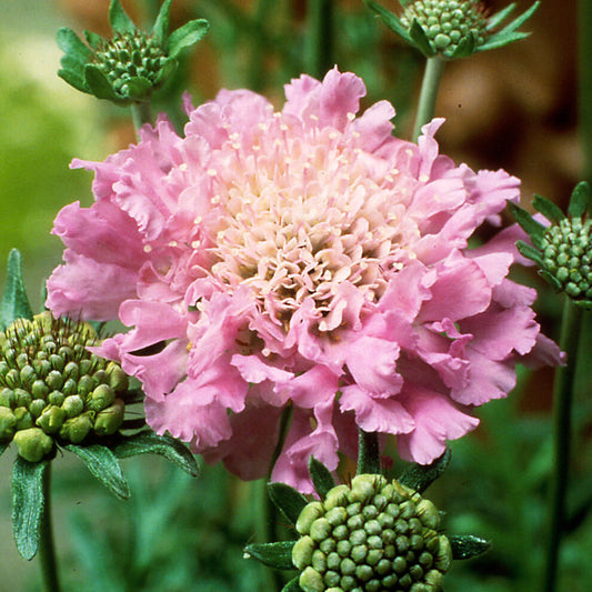 Pinchusion Flower 'Pink Mist' (Scabiosa)
