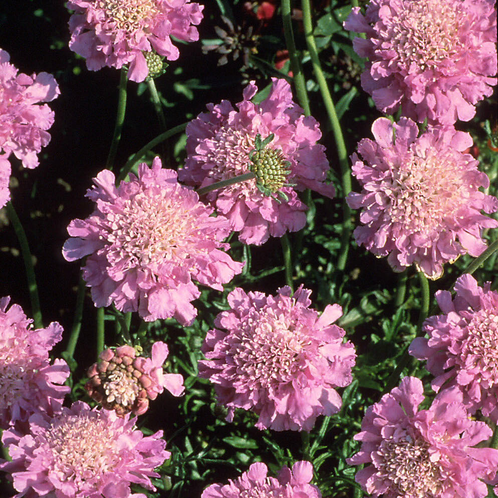 Pinchusion Flower 'Pink Mist' (Scabiosa)