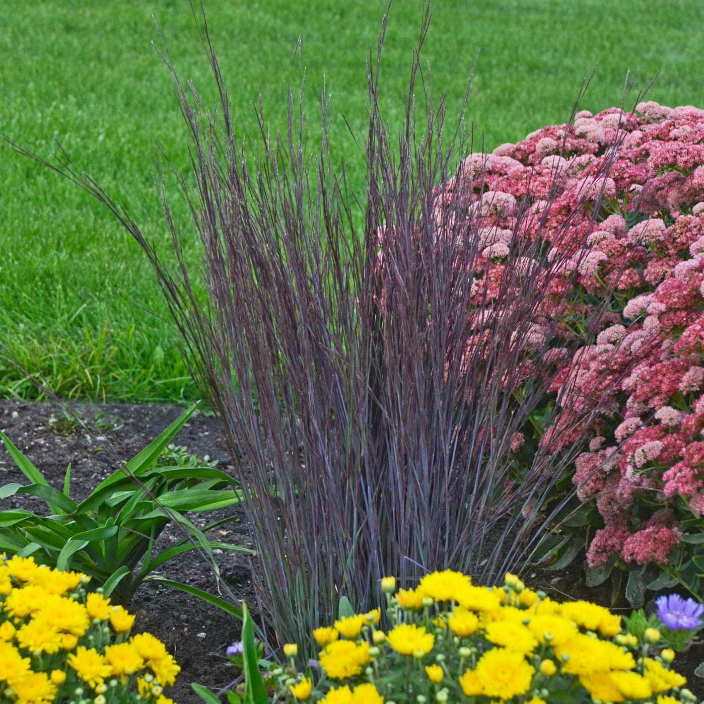 Grass, Little Bluestem 'Smoke Signal' (Schizachyrium)