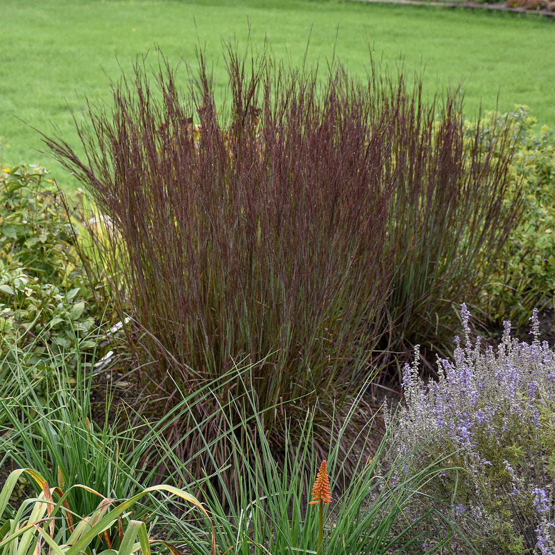 Grass, Little Bluestem 'Smoke Signal' (Schizachyrium)