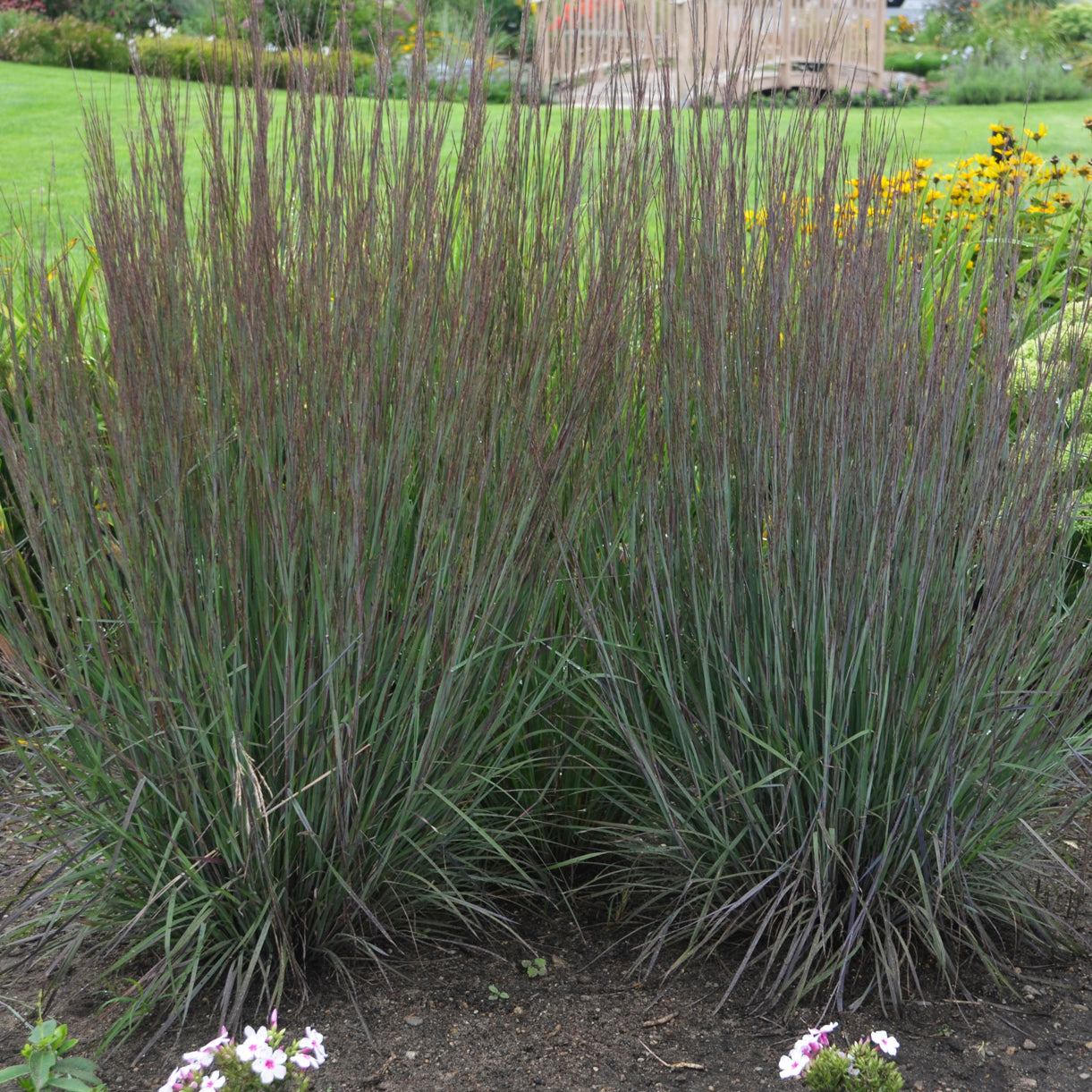 Grass, Little Bluestem 'Smoke Signal' (Schizachyrium)