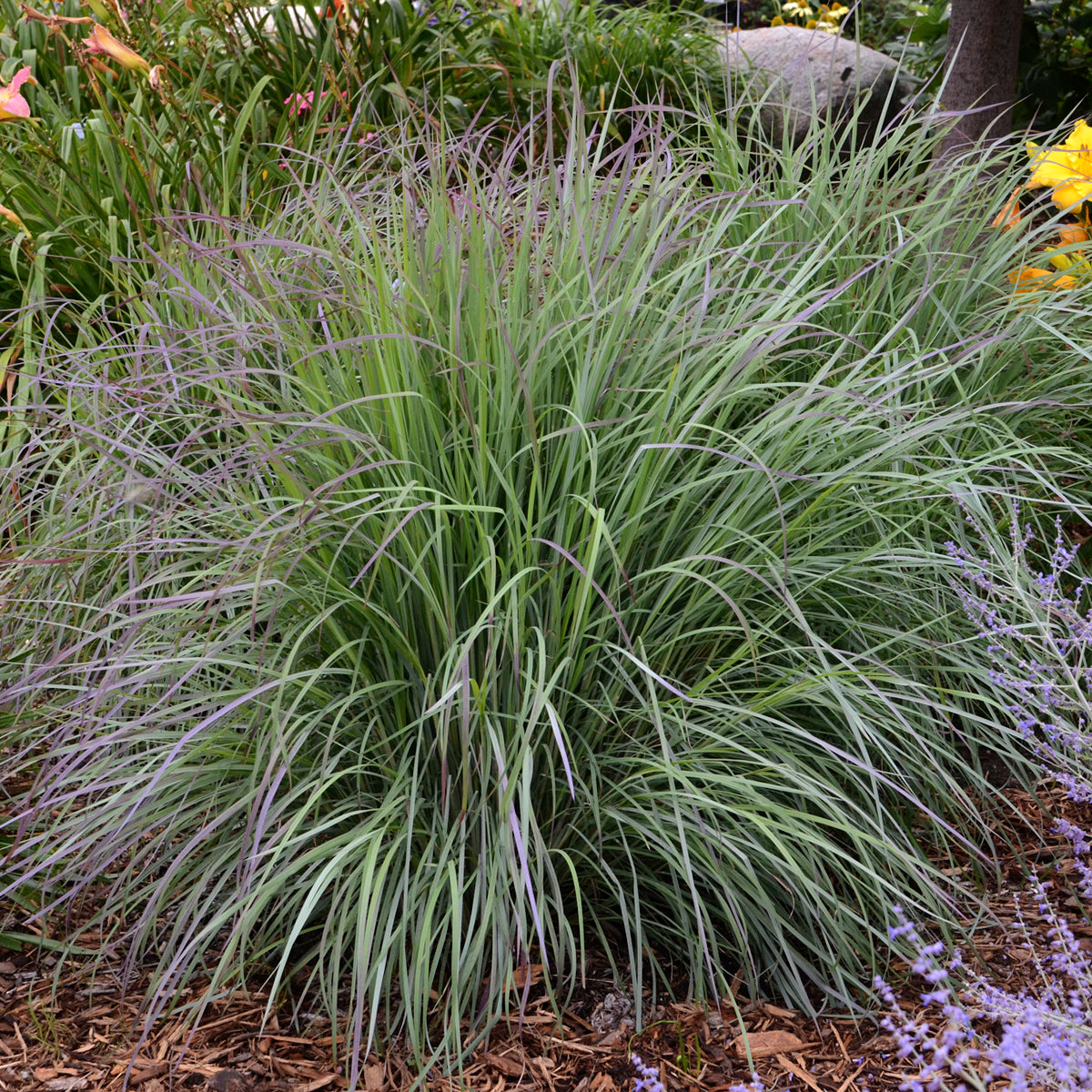Grass, Little Bluestem 'Twilight Zone' (Schizachyrium)